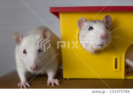 Two funny domestic pet rats and a toy house. 131475789