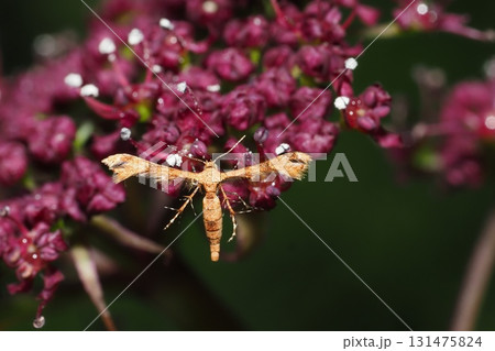 ノダケの花に止まるトリバガの一種 ノダケの花に止まるトリバガの一種 131475824