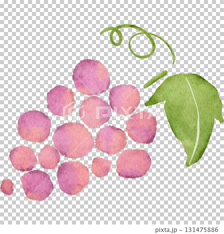 水彩風に描いた葡萄のイラスト 水彩風に描いた葡萄のイラスト 131475886