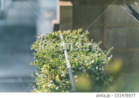 Japanese Gardener 131476077