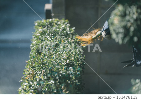 Japanese Gardener 131476115