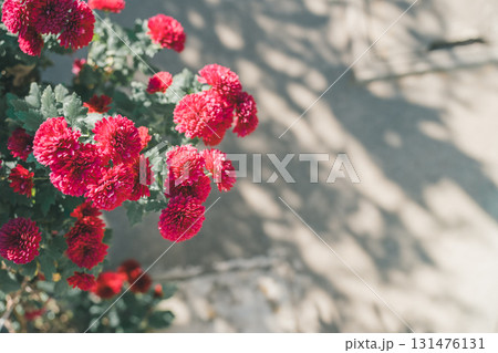Japanese Gardener 131476131
