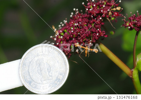 ノダケの花に止まるトリバガの一種と一円硬貨 ノダケの花に止まるトリバガの一種と一円硬貨 131476168