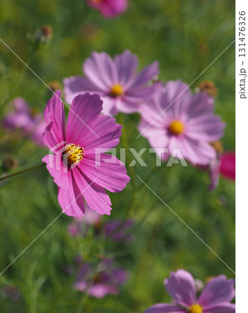 秋イメージ　コスモス：cosmos 131476326