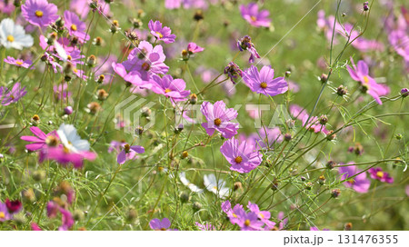 秋イメージ　コスモス：cosmos 131476355