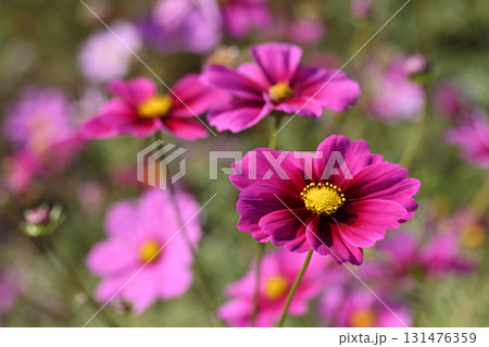 秋イメージ　コスモス：cosmos 131476359