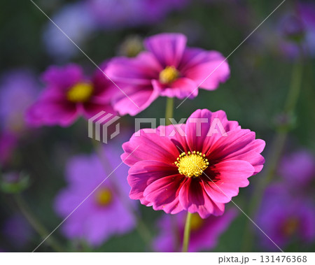 秋イメージ　コスモス：cosmos 131476368