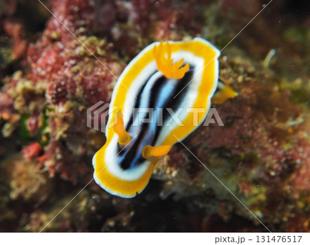 砂辺の夏に涼しんでいるシライトウミウシ 131476517