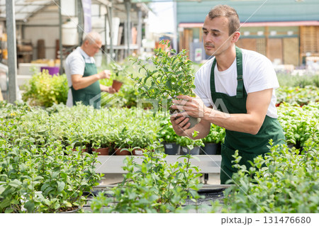 Young man holding mint in pot Young man holding mint in pot 131476680