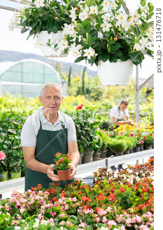 Mature male employee of garden shopping center inspects product, pot with begonia. 131476718