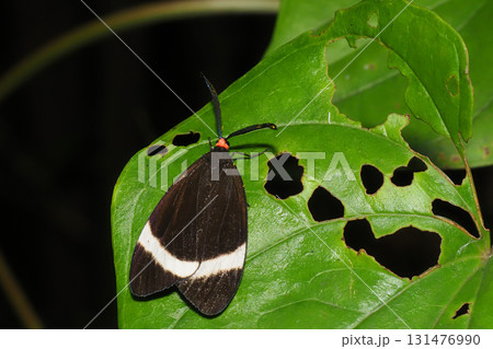 ホタルガ ホタルガ 131476990