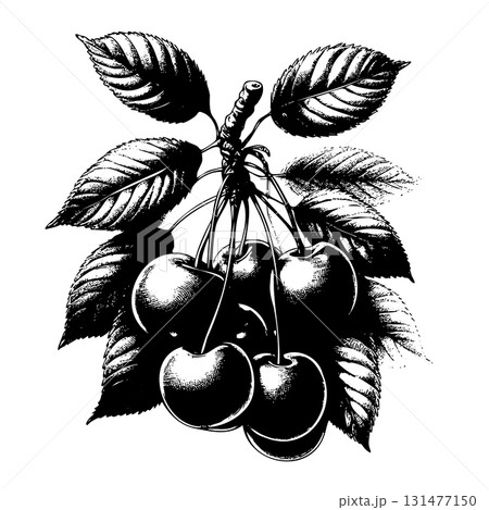Black and white drawing of a cherry tree with five cherries on it 131477150