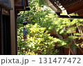 風鈴が揺れる路地裏 131477472