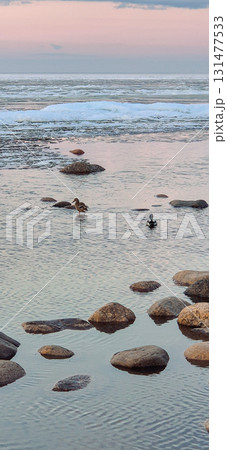 Tranquil scene of ducks gliding through calm lake amid large rocks and ice formations, with serene horizon at sunset. Captures peaceful natural winter environment. Vertical photo 131477533