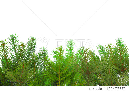 Bright green pine branches for holiday decor, isolated, PNG Bright green pine branches for holiday decor, isolated, PNG 131477872