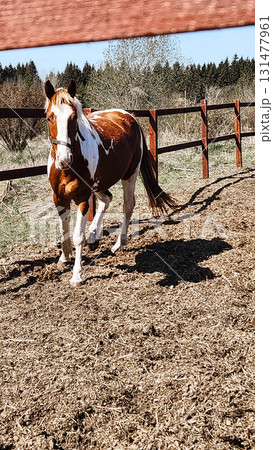 Red spotted horse with long mane. Beautiful rural landscape. Vertical photo. High quality photo Red spotted horse with long mane. Beautiful rural landscape. Vertical photo. High quality photo 131477961