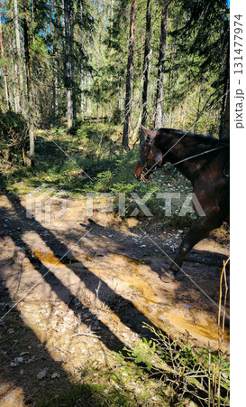 Panorama of beautiful trees at forest in sunrays at sunrise. Beautiful spring landscape in forest in spring. Selective focus. Nature backdrop with plant. High quality photo Panorama of beautiful trees at forest in sunrays at sunrise. Beautiful spring landscape in forest in spring. Selective focus. Nature backdrop with plant. High quality photo 131477974