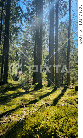 Panorama of beautiful trees at forest in sunrays at sunrise. Beautiful spring landscape in forest in spring. Selective focus. Nature backdrop with plant. High quality photo 131478001