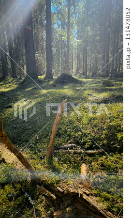 Panorama of beautiful trees at forest in sunrays at sunrise. Beautiful spring landscape in forest in spring. Selective focus. Nature backdrop with plant. High quality photo Panorama of beautiful trees at forest in sunrays at sunrise. Beautiful spring landscape in forest in spring. Selective focus. Nature backdrop with plant. High quality photo 131478052