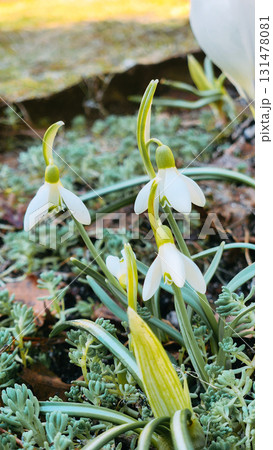 Colorful natural snowdrop flowers. Landscape in sunny day. Beautiful nature delicate white flowers field. Blooming spring meadow of light outdoors sun. Vertical photo. High quality photo 131478081