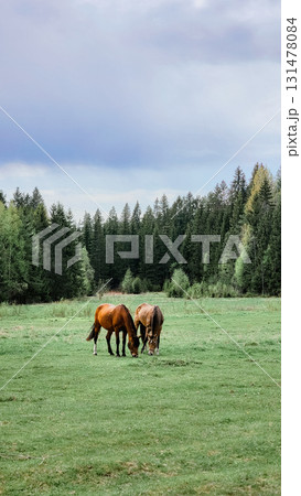 Thoroughbred red horses grazing in field next to forest. Beautiful rural landscape. Vertical photo. High quality photo Thoroughbred red horses grazing in field next to forest. Beautiful rural landscape. Vertical photo. High quality photo 131478084