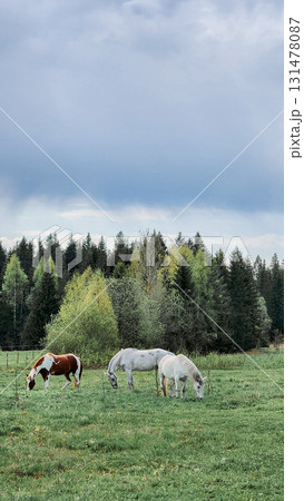 Thoroughbred horses grazing in field next to forest. Beautiful rural landscape. Vertical photo. High quality photo Thoroughbred horses grazing in field next to forest. Beautiful rural landscape. Vertical photo. High quality photo 131478087