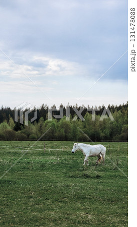 Thoroughbred white horse grazing in field next to forest. Beautiful rural landscape. Vertical photo. High quality photo Thoroughbred white horse grazing in field next to forest. Beautiful rural landscape. Vertical photo. High quality photo 131478088