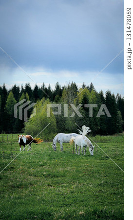 Thoroughbred horses grazing in field next to forest. Beautiful rural landscape. Vertical photo. High quality photo Thoroughbred horses grazing in field next to forest. Beautiful rural landscape. Vertical photo. High quality photo 131478089
