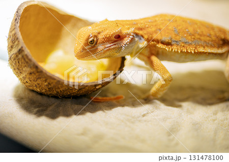 Red bearded Agama iguana eating fresh fruits and carrots in terrarium. Pogona is genus of reptiles. Cute amazing animal from Australia. Content of exotic lizard at home. High quality photo 131478100