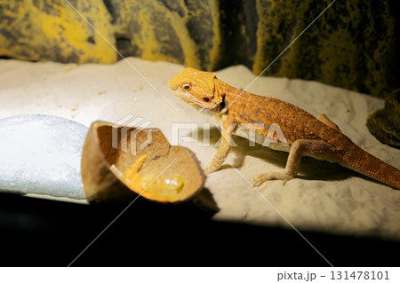 Red bearded Agama iguana eating fresh fruits and carrots in terrarium. Pogona is genus of reptiles. Cute amazing animal from Australia. Content of exotic lizard at home. High quality photo 131478101