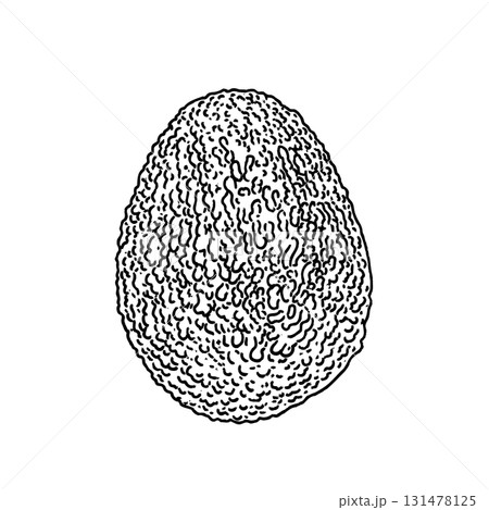 Ink sketch of avocado 131478125