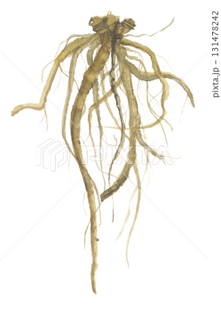 水彩で描いたタンポポの根　蒲公英根 131478242
