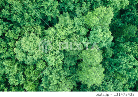 Top down flat aerial view of dark lush forest with green trees canopies in summer Top down flat aerial view of dark lush forest with green trees canopies in summer 131478438