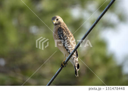 The red-shouldered hawk bird perching on electric cable looking for prey to hunt 131478448