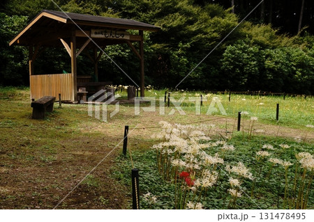 シロバナヒガンバナに癒やされて シロバナヒガンバナに癒やされて 131478495