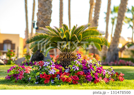 Small green palm tree surrounded with bright blooming flowers growing on grass covered lawn in tropic hotel yard. Small green palm tree surrounded with bright blooming flowers growing on grass covered lawn in tropic hotel yard. 131478500