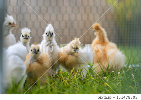 Silkie chicks in free range chicken coop. Poultry hen house with green grass in backyard garden 131478505
