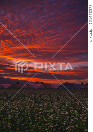 綺麗な夕焼け空とそば畑 綺麗な夕焼け空とそば畑 131478578