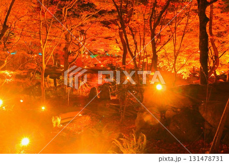 キラキラ輝く幻想的な紅葉のライトアップ 131478731