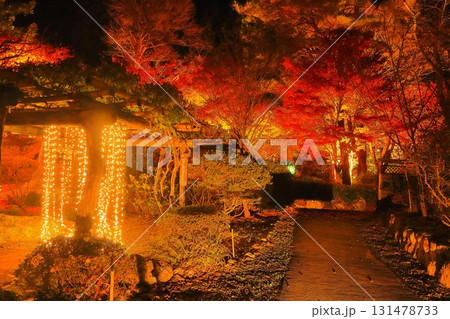 キラキラ輝く幻想的な紅葉のライトアップ キラキラ輝く幻想的な紅葉のライトアップ 131478733