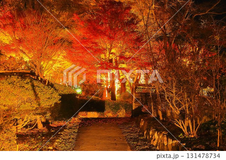 幻想的な紅葉のライトアップ 幻想的な紅葉のライトアップ 131478734
