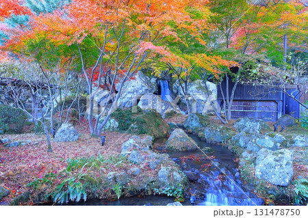 鮮やかな紅葉の天守閣自然公園 鮮やかな紅葉の天守閣自然公園 131478750
