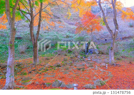 湧水と鮮やかな一面の紅葉の落ち葉 湧水と鮮やかな一面の紅葉の落ち葉 131478756