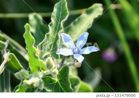 オキシペタラム「ブルースター」 Southern star オキシペタラム「ブルースター」 Southern star 131479000