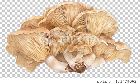 透明背景（png）に舞茸の水彩イラスト 131479062