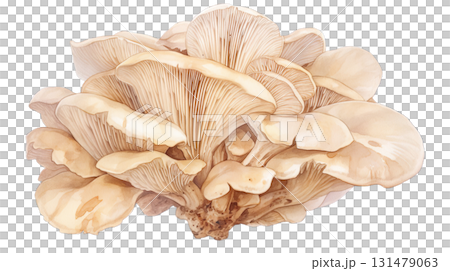 Maitake mushroom watercolor illustration on transparent background (png) Maitake mushroom watercolor illustration on transparent background (png) 131479063