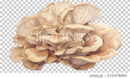 Maitake mushroom watercolor illustration on transparent background (png) 131479064