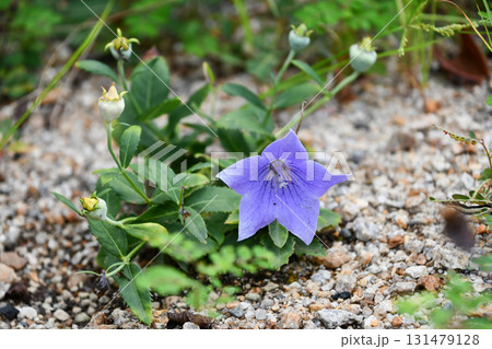 アポイキキョウ Balloon flower アポイキキョウ Balloon flower 131479128