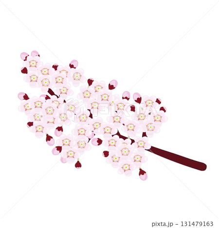満開の桜の枝のイラスト 満開の桜の枝のイラスト 131479163