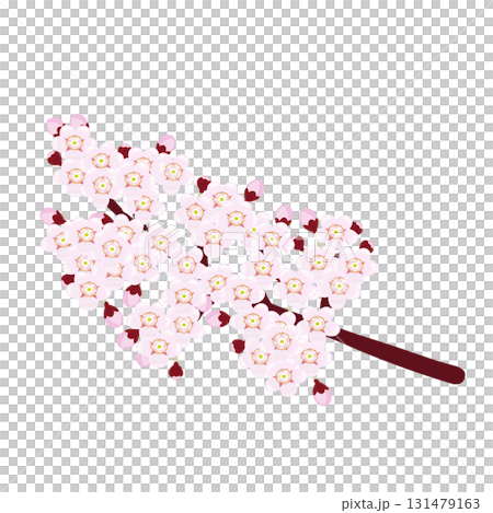 満開の桜の枝のイラスト 満開の桜の枝のイラスト 131479163